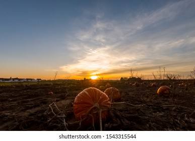 A soft cloudy fall sunset in a pumpkin field.