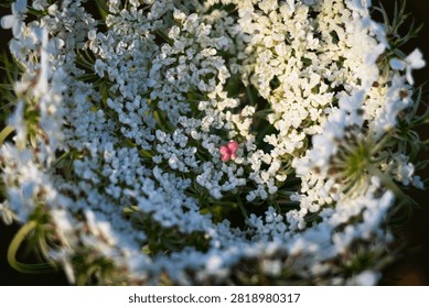 Soft clusters of tiny white flowers wrap inward around a hidden pink heart. The detailed macro view reveals lace like patterns and gentle light on a summer field bloom.
