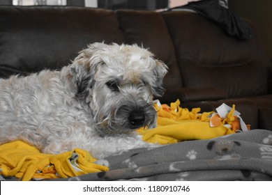 Soft Coated Wheaten Terrier