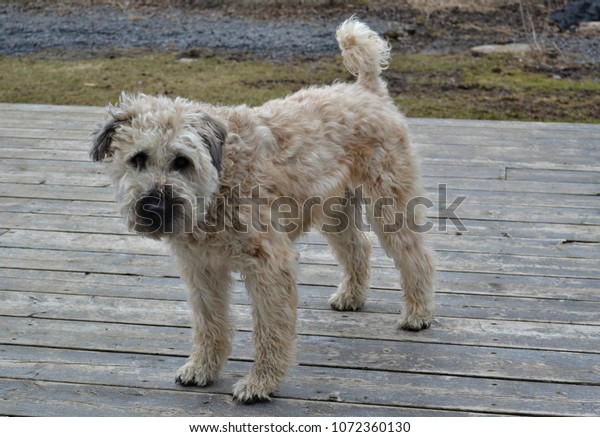 Soft Coated Wheaten Terrier Stock Image Download Now