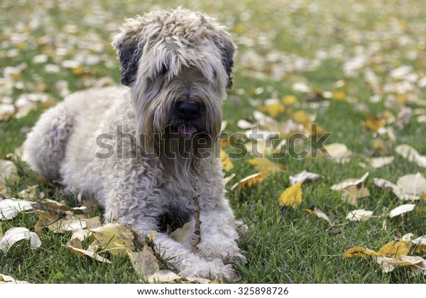 Soft Coated Wheaten Terrier Stock Photo Edit Now 325898726