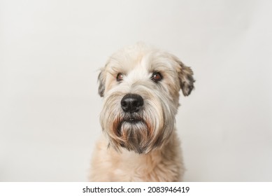 Soft Coated Wheaten Terrier Dog Against White Background.