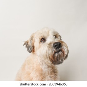 Soft Coated Wheaten Terrier Dog Against White Background.