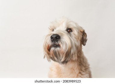 Soft Coated Wheaten Terrier Dog Against White Background.