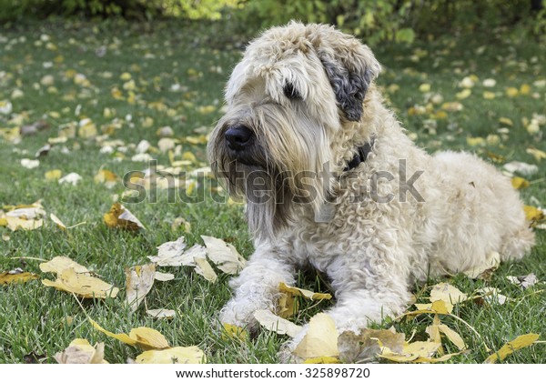 Soft\
Coated Wheaten Terrier Laying in Grass in Autumn\
