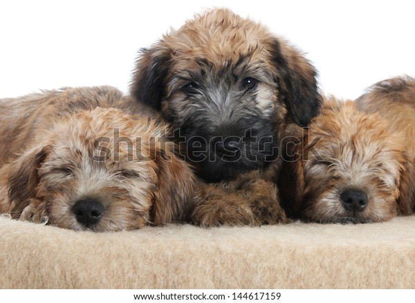 Soft Coated Wheaten Terrier Puppies Stock Image Download Now