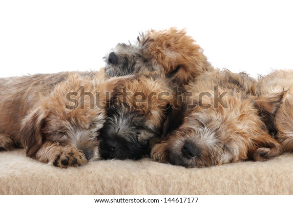 Soft Coated Wheaten Terrier Puppies Stock Photo Edit Now 144617177