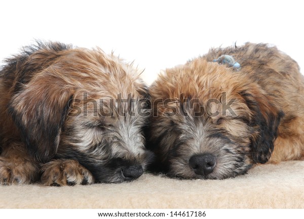 Soft Coated Wheaten Terrier Puppies Stock Photo Edit Now 144617186