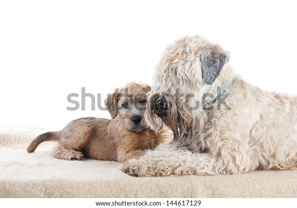 Soft Coated Wheaten Terrier Puppy Mother Stock Photo Edit Now