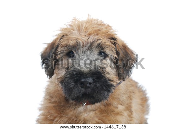 Soft Coated Wheaten Terrier Puppy Stock Photo Edit Now 144617138