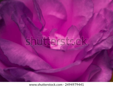 Similar – Image, Stock Photo Close up of magenta blossom tulips with water droplets against a blurred green background in the Netherlands