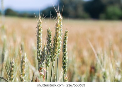 Soft Common Wheat Field In Summer