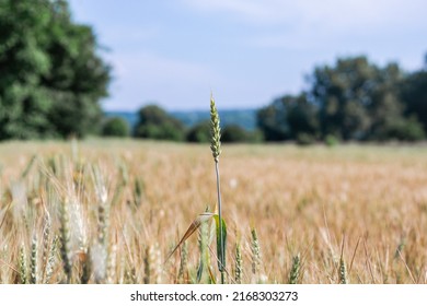 Soft Common Wheat Field In Summer