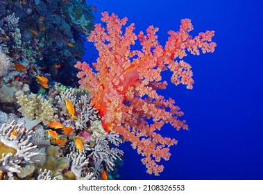        Soft Coral Coralreef Red Sea                        
