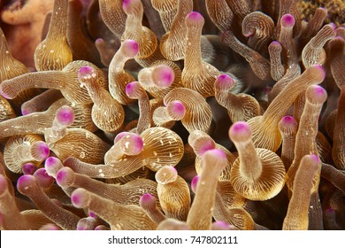 Soft Coral Feeding At Night - Macro Coral Image