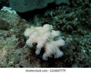 Soft Coral Getting Bleached In Anambas Islands, Indonesia. Coral Bleaching, Coral Reef, Soft Coral, Global Warming, Climate Change, Marine Life.