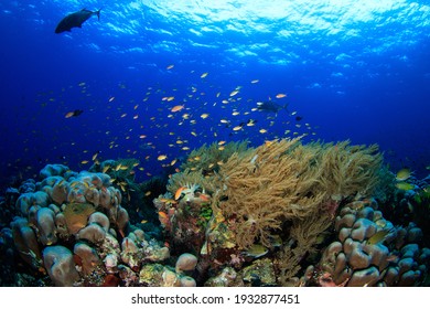 Soft Coral And Reef Fish In A Vibrant Tropical Scene. Underwater Image Taken On Scuba Diving Trip In Raja Ampat, Indonesia