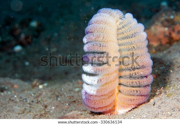 Soft coral, sea pens\
(Pteropdes sp.)
