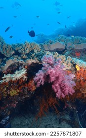 Soft coral and sponges on Coral reefs in Raja Ampat, Papua, Indonesia, on 15 November 2022. - Shutterstock ID 2257871807