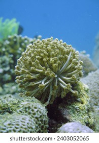 Soft coral underwater. A soft coral with many stems among hard corals.                               