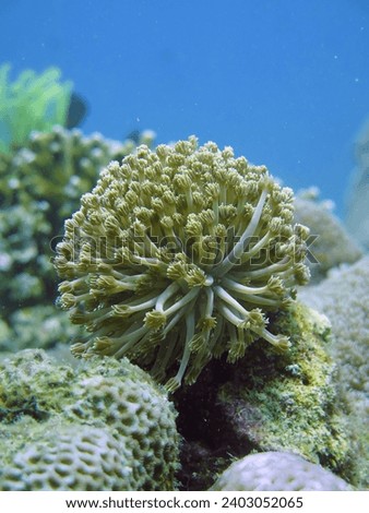 Soft coral underwater. A soft coral with many stems among hard corals.                               