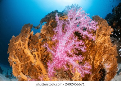 Soft corals, Dendrohephthya sp., has large colonies cover the front, while behind them are sea fans (Annella sp.). These two groups of creatures usually live in the same area.