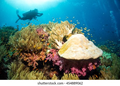 Soft Corals Grow In A Current-swept Channel In Raja Ampat, Indonesia. This Tropical Region Is Known For Its Incredible Array Of Marine Biodiversity And Exceptional Diving And Snorkeling Opportunities.