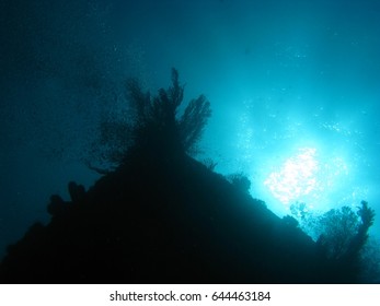 Soft corals silhouetted against light from the surface. - Shutterstock ID 644463184