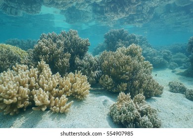 Soft corals Sinularia sp. reflected under the water surface, lagoon of Grande Terre island, New Caledonia, south Pacific ocean
