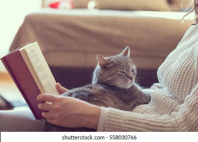 Soft cuddly tabby cat lying in its owner's lap enjoying and purring while the owner is reading a book. Focus on the cat; warm, cozy, domestic atmosphere, selective focus - Powered by Shutterstock