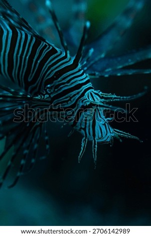 Soft Current scene number 14 captured in vivid underwater detail