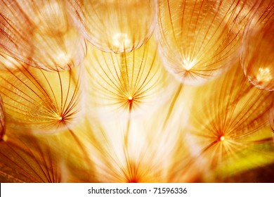 Soft dandelion flower, extreme closeup, abstract spring nature background - Powered by Shutterstock