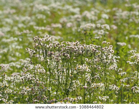 Similar – Hallig Gröde | Sand lilacs on the salt marsh