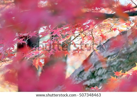 Similar – Image, Stock Photo Asian fans Nature Spring