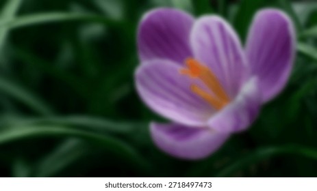 Soft Defocus Abstract Background of Crocus Flower with Early Spring Colors and Gentle Light