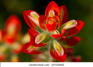 Soft Delicate Closeup of Indian Paintbrush (or Prairie Fire) Wildflower in Texas.  Castilleja foliolosa.