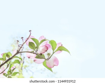 Soft and delicate dogwood blossoms on branch background
