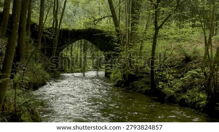 Soft diffused daylight filters through dense trees, highlighting the mossy textures of an old stone arch bridge. Hanging ivy and lush ferns frame the tranquil water of a rushing creek.