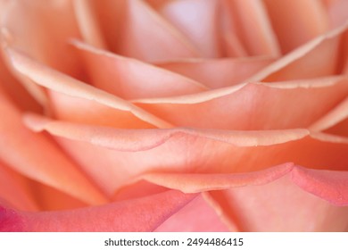 The soft and dreamy petals of an orange rose in shades of pink and peach. - Powered by Shutterstock