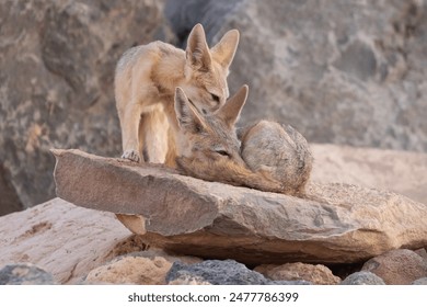 In soft evening light a Kit Fox pup grooms an adult fox that's resting on a slab of sandstone near the den with it's tail curled around itself and one eye just peeking open. 