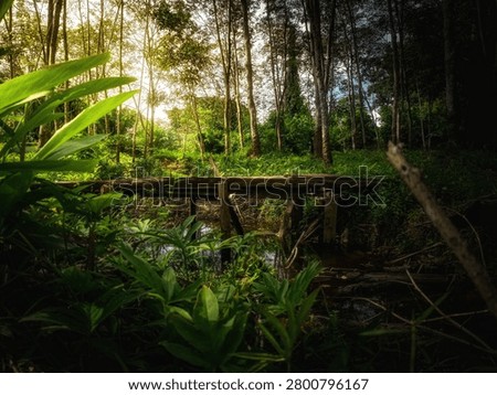 soft evening light like a fantasy world