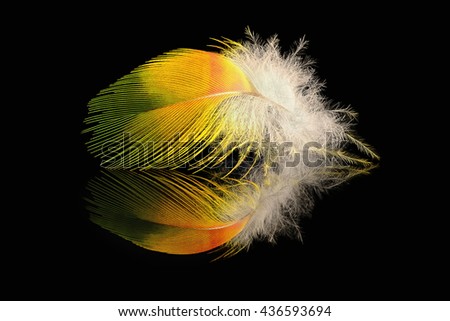 Similar – Image, Stock Photo be orange Flower Blossom