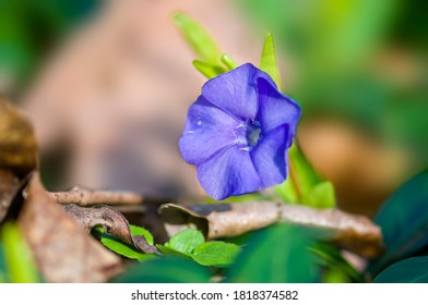 a soft flower blossom in a nature garden - Shutterstock ID 1818374582