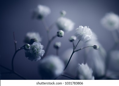 Soft Flowers Blue Background