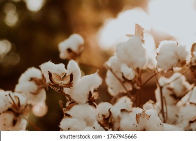Soft fluffy white cotton plant seed ball pictures in golden hour sunset