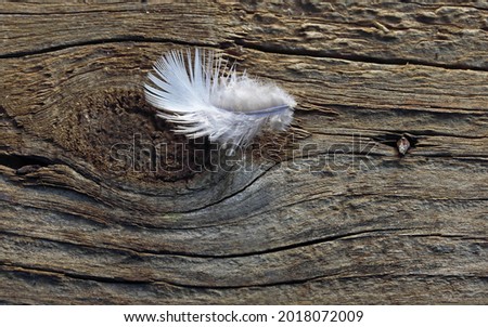 SOFT FLUFFY WHITE FEATHER ON A WOODEN BOARD