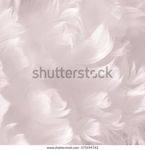 white goose feather