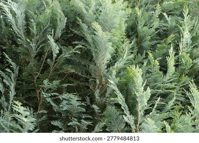 Soft focus abstract background featuring muted green and dusty blue evergreen foliage texture. Layered density creates abundant copy space with a naturalistic gradient effect.