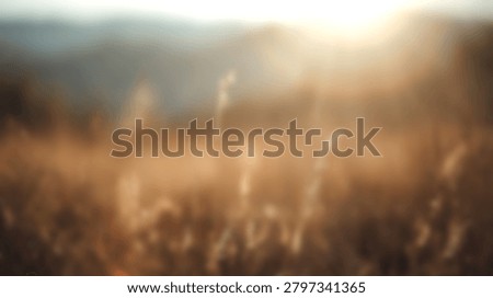 Soft focus abstract background of a grassy field illuminated by warm golden sunset light