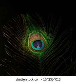 colorful peacock feather wallpaper